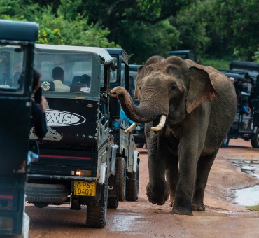 Der küssende Elefant