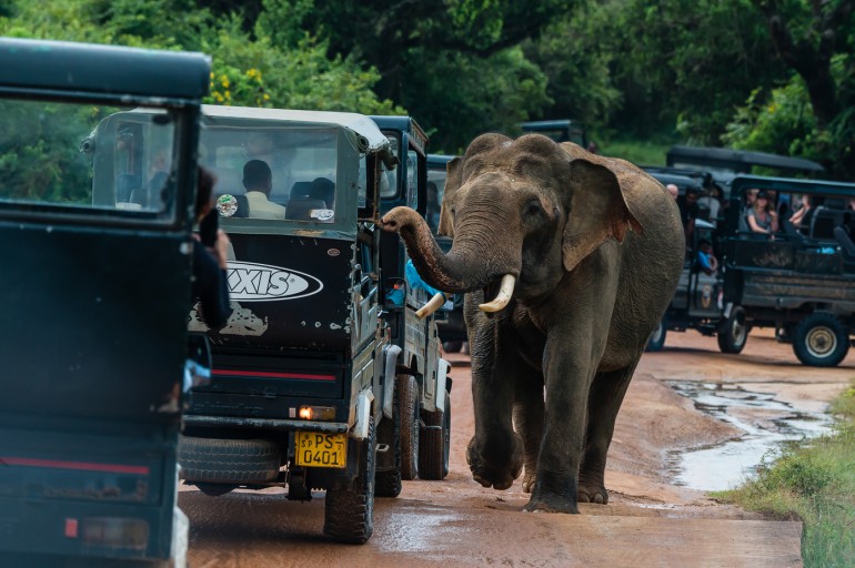 Der küssende Elefant