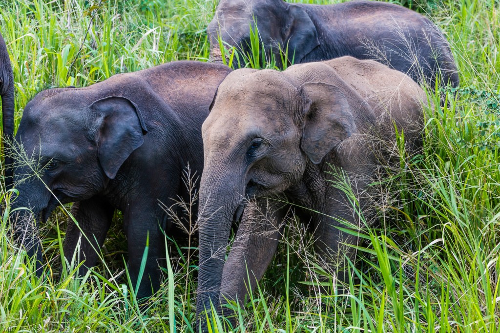 Elefanten in der Wildnis