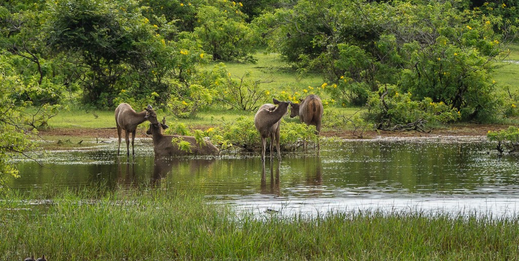 Yala Nationalpark