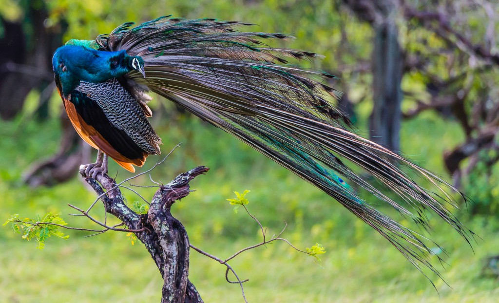 Yala Nationalpark