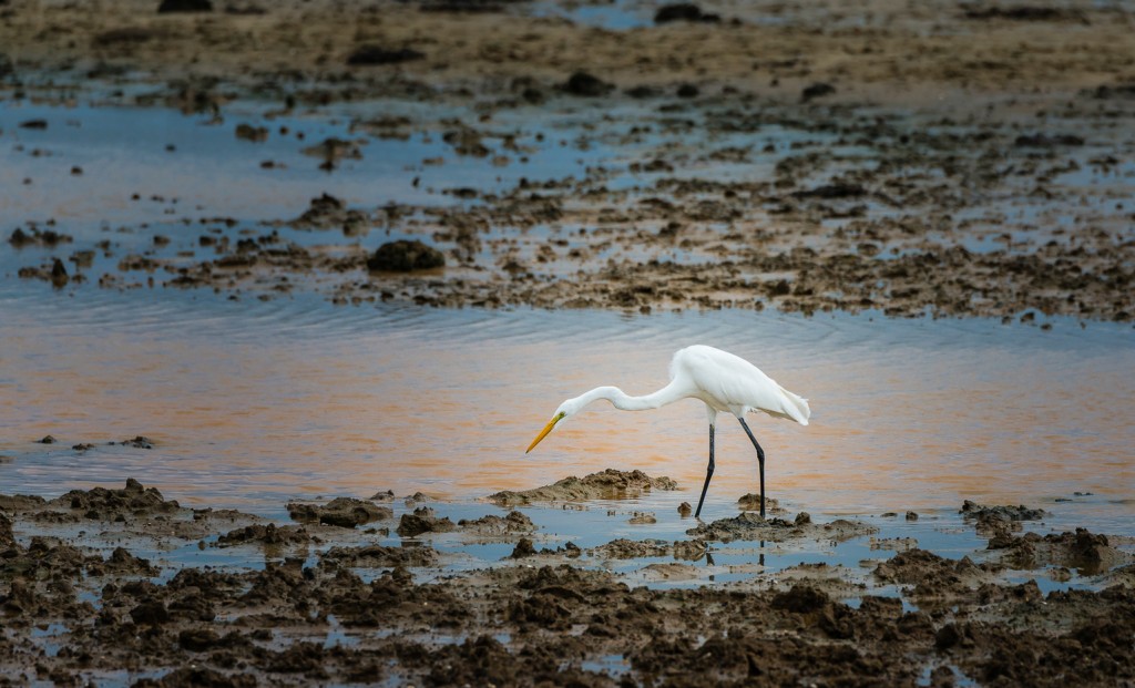 Yala Nationalpark